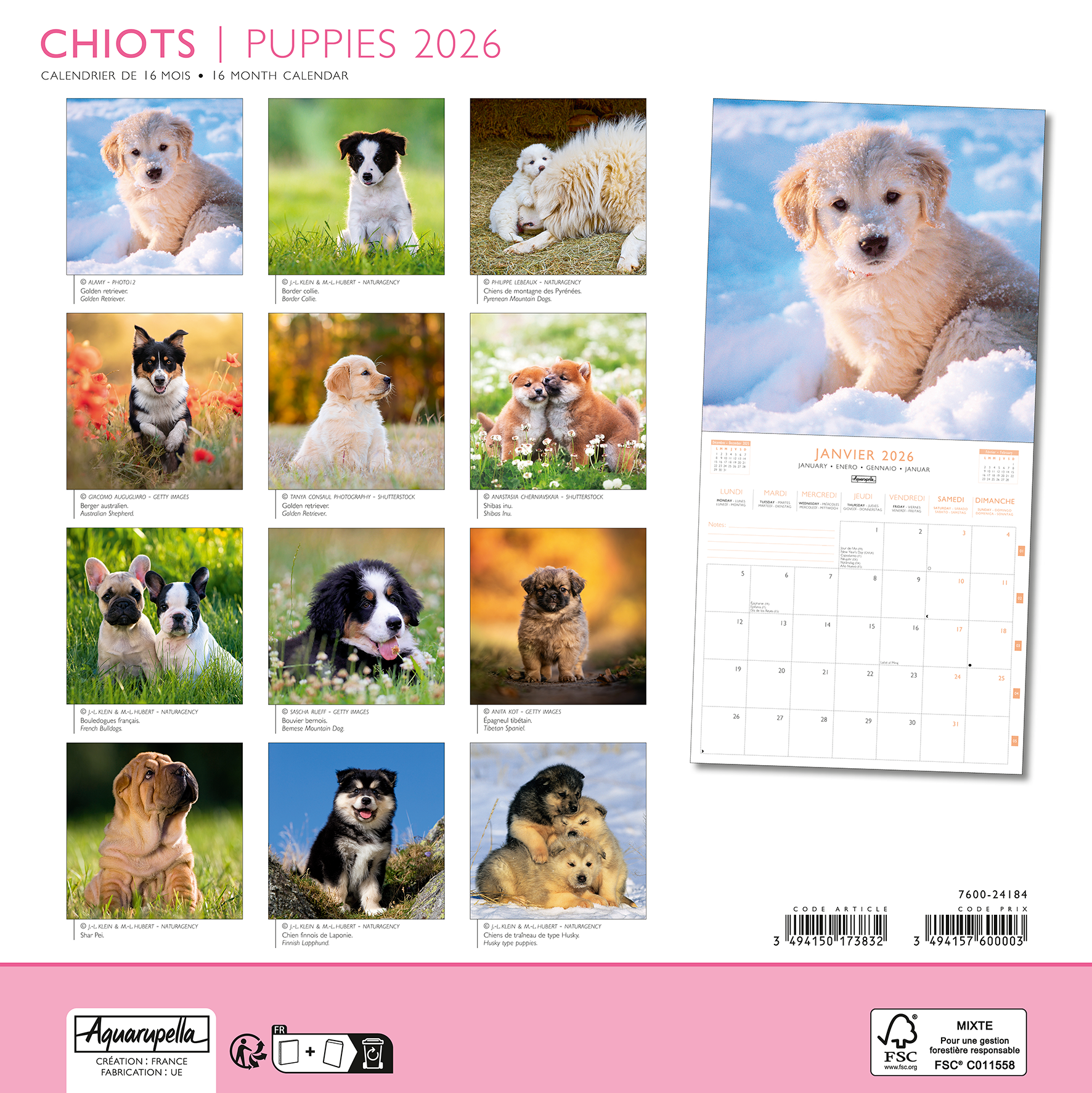 Calendriers 30x30cm 16 mois 2025-2026 Chiots