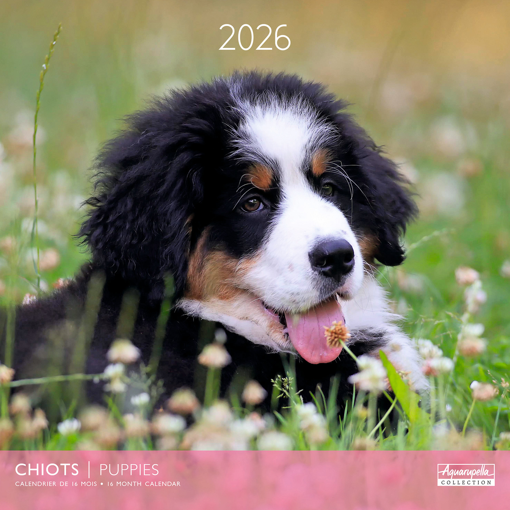 Calendriers 30x30cm 16 mois 2025-2026 Chiots