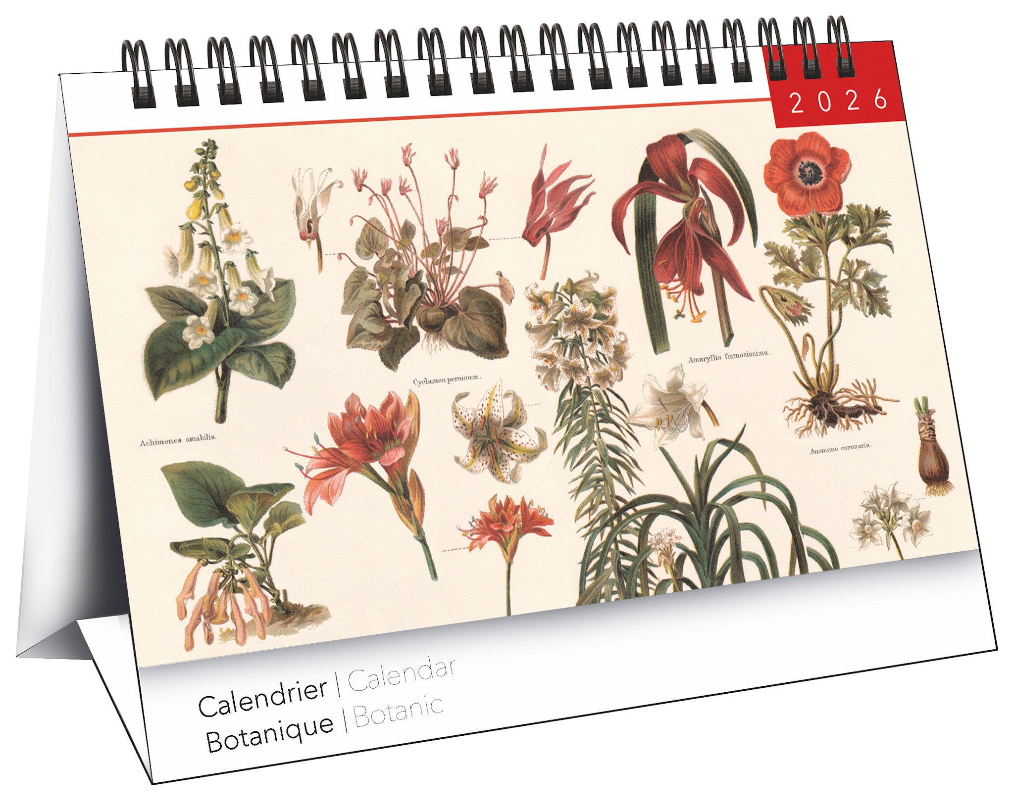 Calendriers Chevalet 16x18cm 16 mois 2025-2026 Botanique