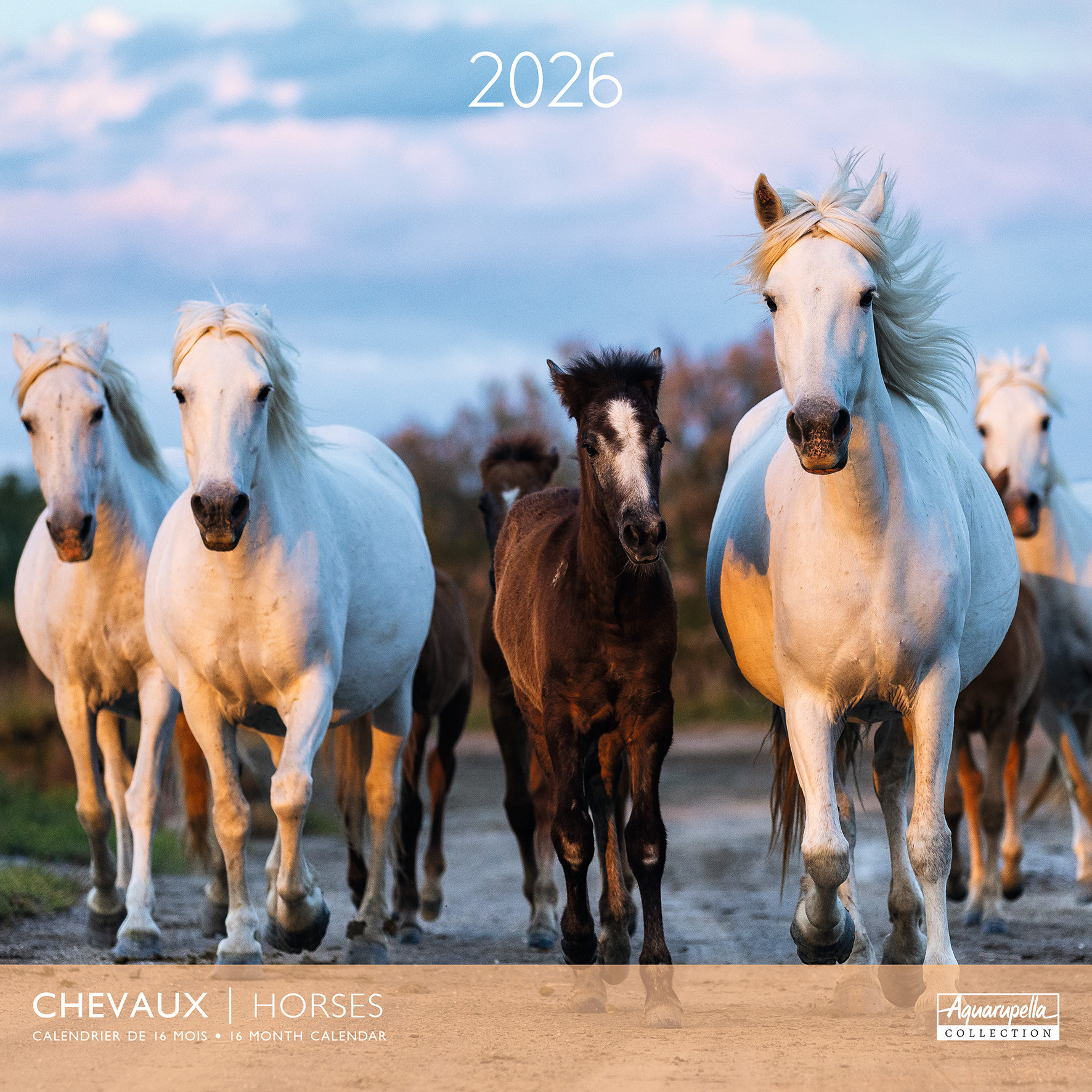 Calendriers 30x30cm 16 mois 2025-2026 Chevaux