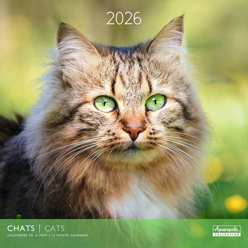 Calendriers 30x30cm 16 mois 2025-2026 Chats