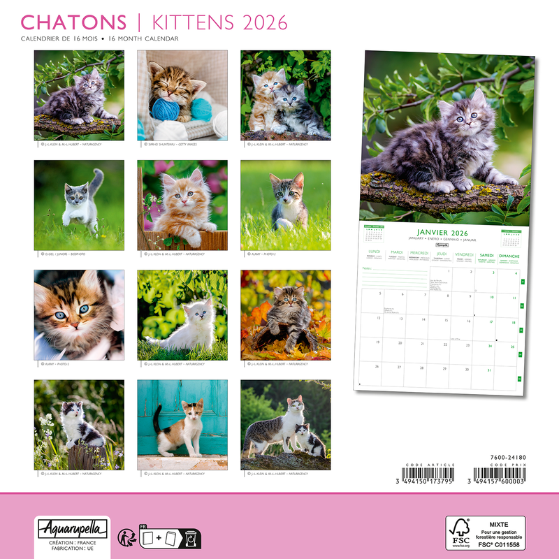 Calendriers 30x30cm 16 mois 2025-2026 Chatons