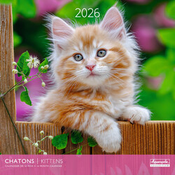 Calendriers 30x30cm 16 mois 2025-2026 Chatons
