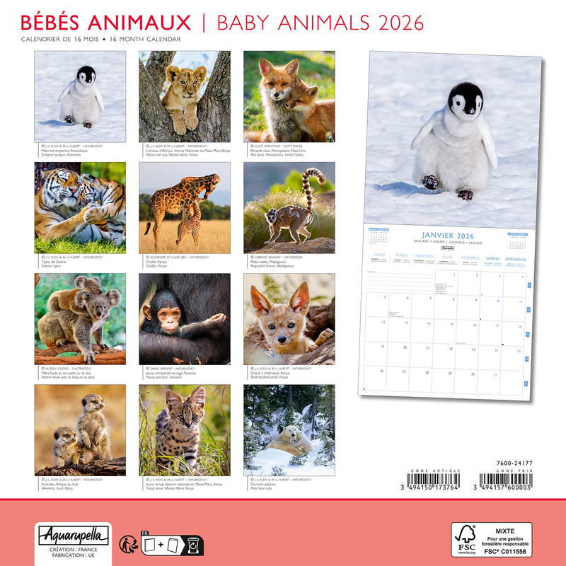 Calendriers 30x30cm 16 mois 2025-2026 Bébés animaux