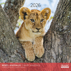 Calendriers 30x30cm 16 mois 2025-2026 Bébés animaux