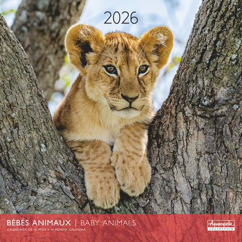 Calendriers 30x30cm 16 mois 2025-2026 Bébés animaux