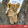 Calendriers 30x30cm 16 mois 2025-2026 Bébés animaux