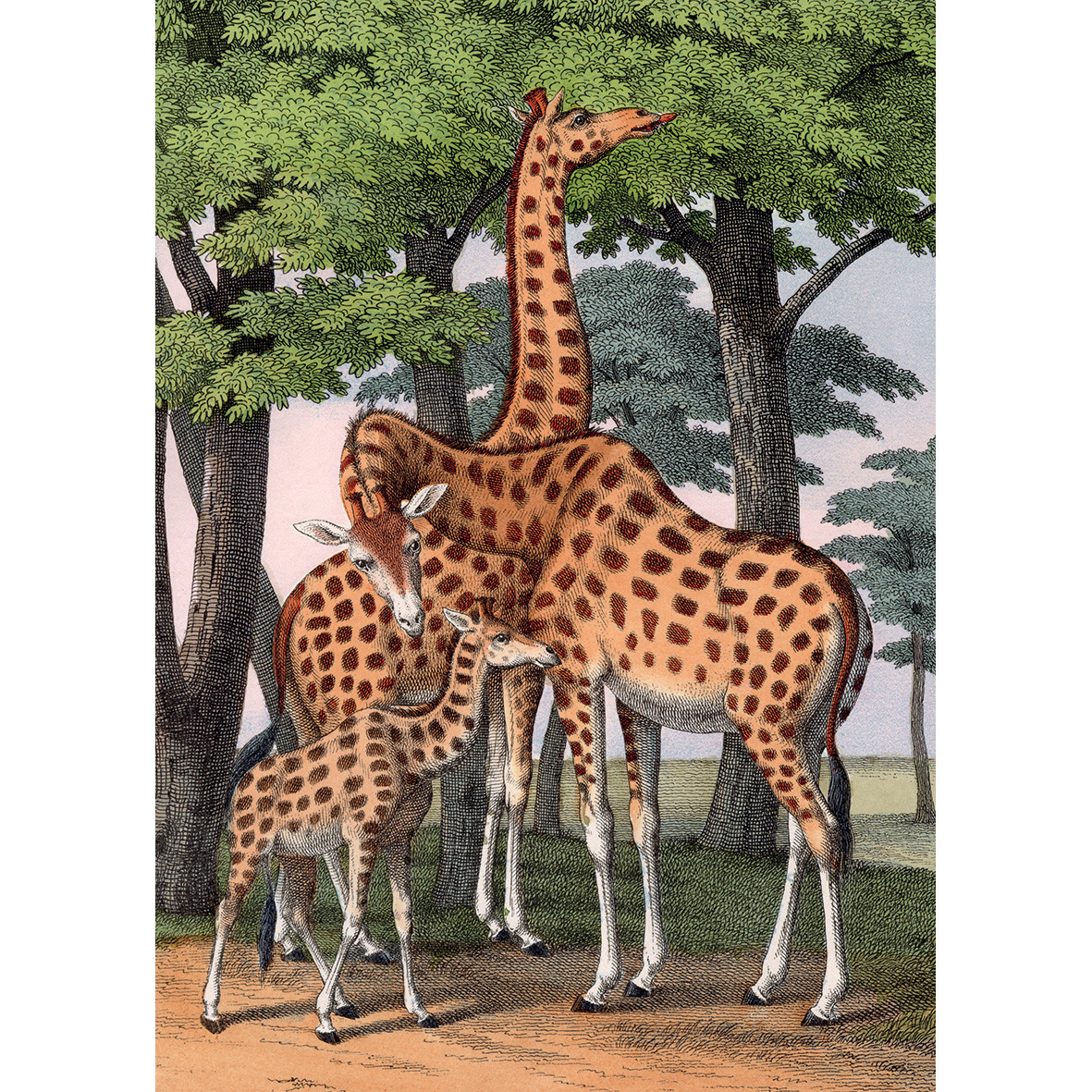 KIUB Puzzle 1000 Pcs + Pochon The Dybdahl V Girafes