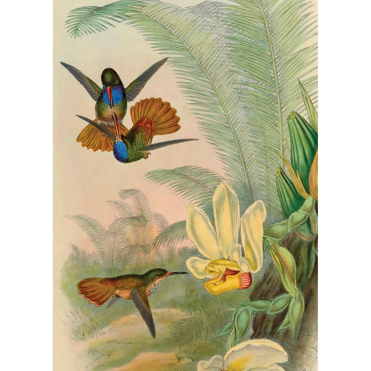 KIUB Puzzle 1000 Pcs + Pochon The Dybdahl V Colibris