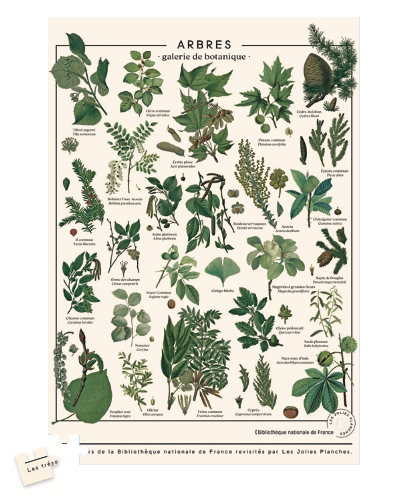 LES JOLIES PLANCHES Puzzle - Arbre - 1000 pièces