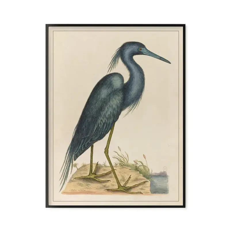 LES JOLIES PLANCHES Planche Oiseau bleu