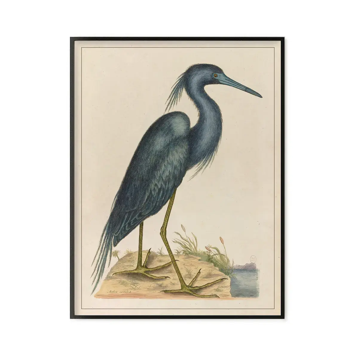 LES JOLIES PLANCHES Planche Oiseau bleu