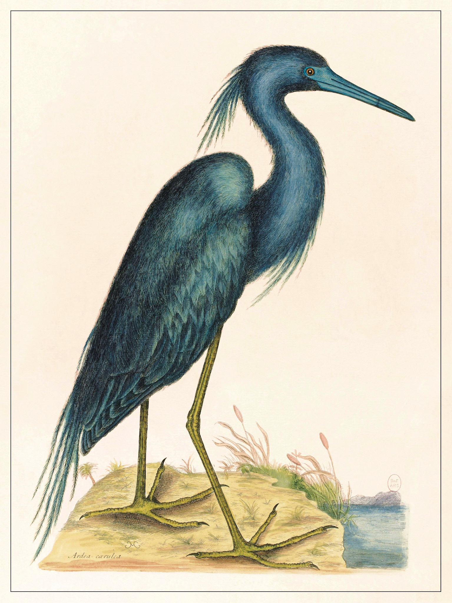 LES JOLIES PLANCHES Planche Oiseau bleu