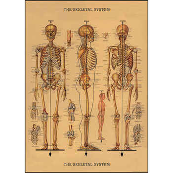 CAVALLINI PAPERS Affiche 50 X 70 Cm Squelette