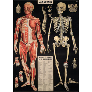 CAVALLINI PAPERS Affiche 50 X 70 Cm Anatomie