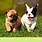 Calendriers 30x30 2027 Chiots