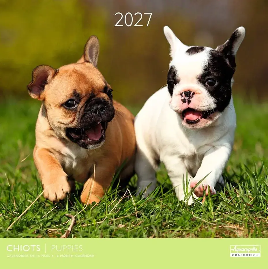 Calendriers 30x30 2027 Chiots