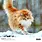 Calendriers 30x30 2027 Chats