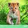 Calendriers 30x30 2027 Bébés animaux