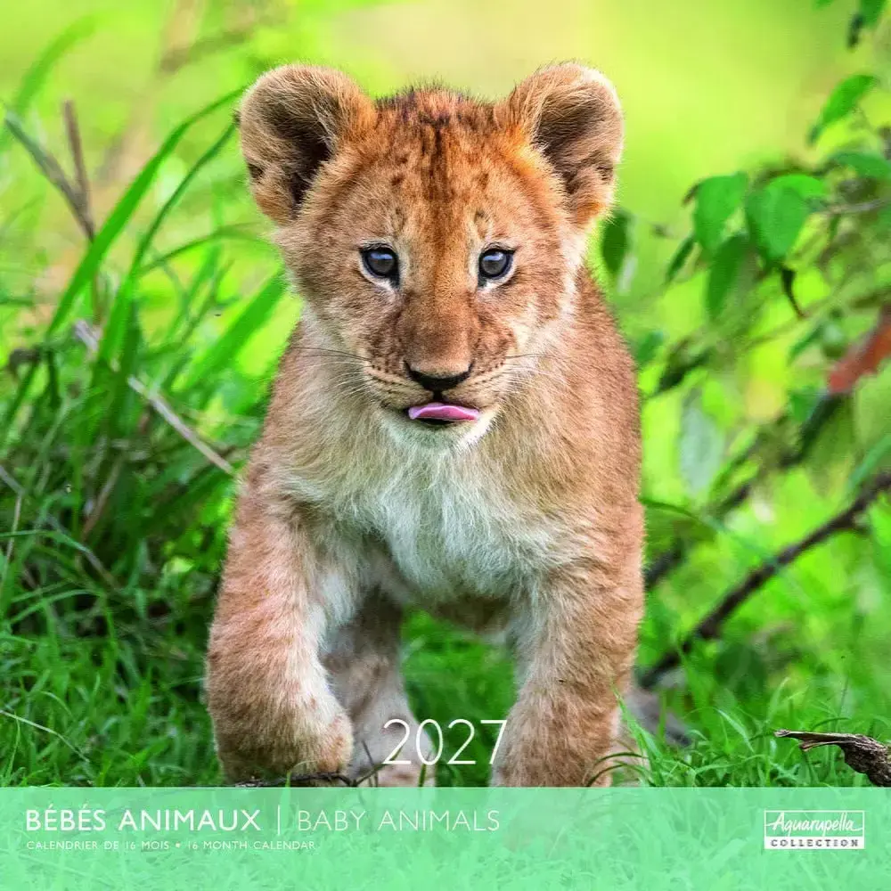 Calendriers 30x30 2027 Bébés animaux