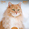 EDITIONS DU DESASTRE Calendrier 16 mois 30X30 Chats 2027