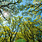 EDITIONS DU DESASTRE Calendrier 16 mois 30X30 Arbres 2027