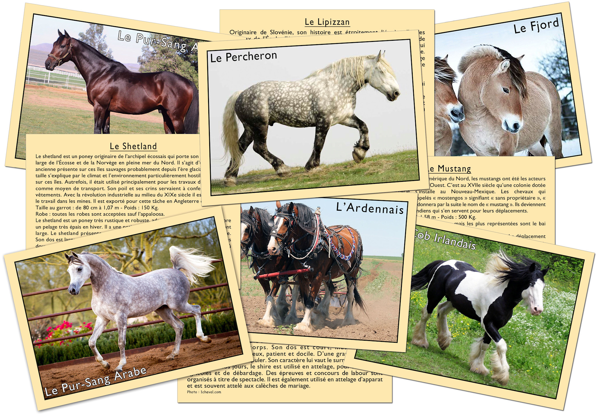 MARC VIDAL J'Apprends ... Les Chevaux