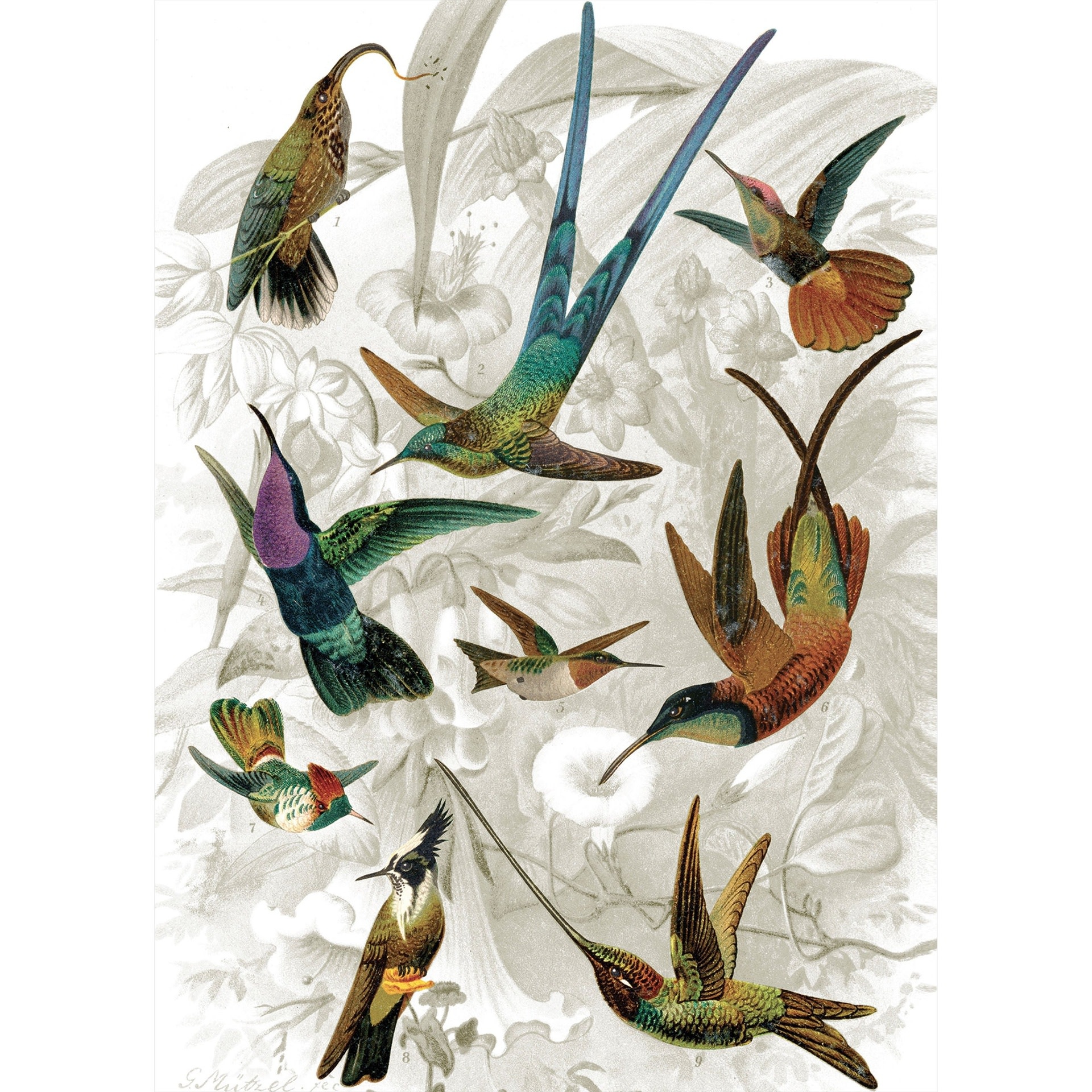 KIUB Puzzle 1000 Pcs + Pochon The Dybdahl V Colibris