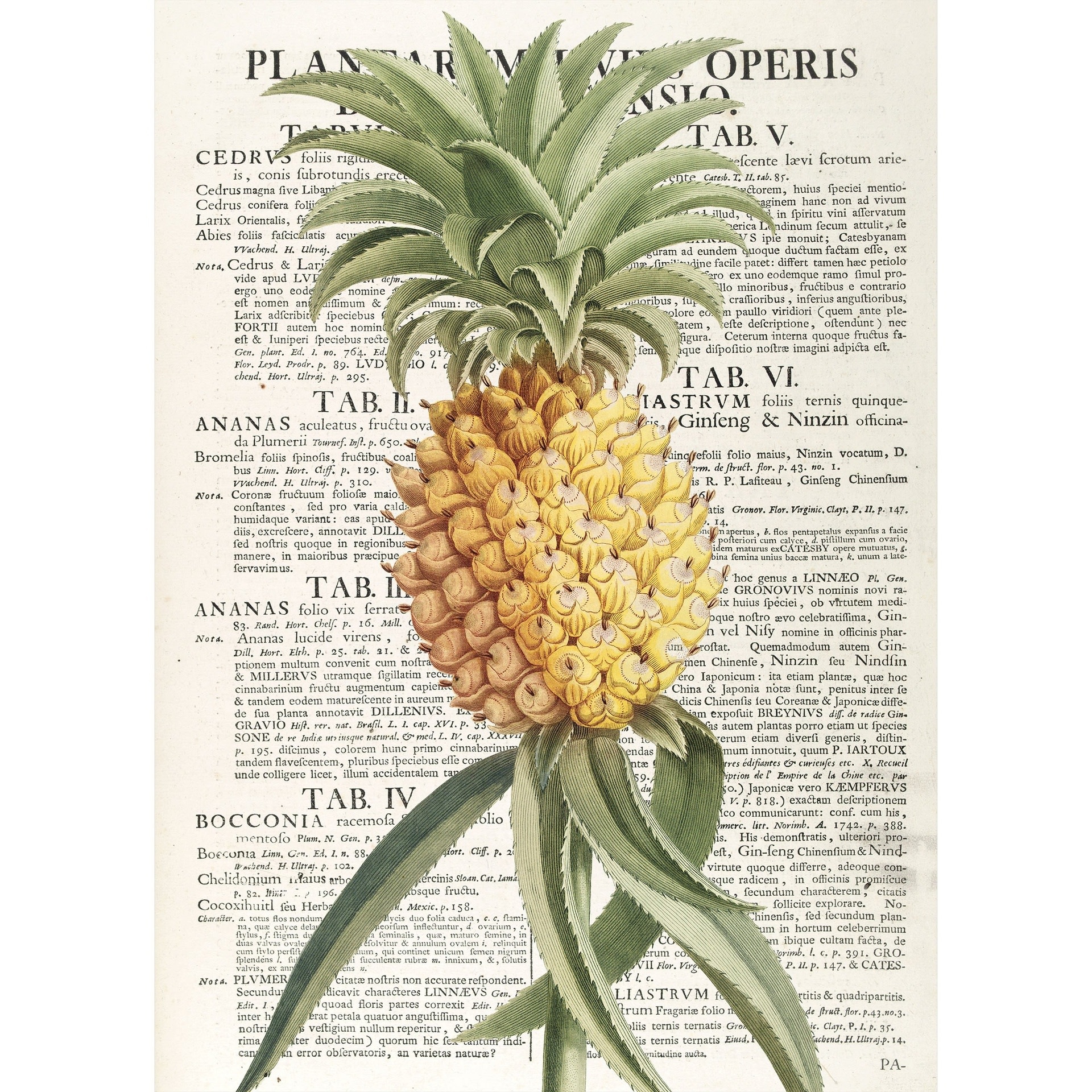 KIUB Puzzle 1000 Pcs + Pochon The Dybdahl V Ananas Texte