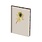 EDITIONS DU DESASTRE Icones - Carnet souple simili cuir A6 - Plume 10,5x15cm 192p lignées