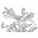 KEK Amsterdam Engraved Flowers behang KEK Amsterdam Engraved Flowers behang