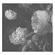 KEK Amsterdam Black & White Flowers behang KEK Amsterdam Black & White Flowers behang