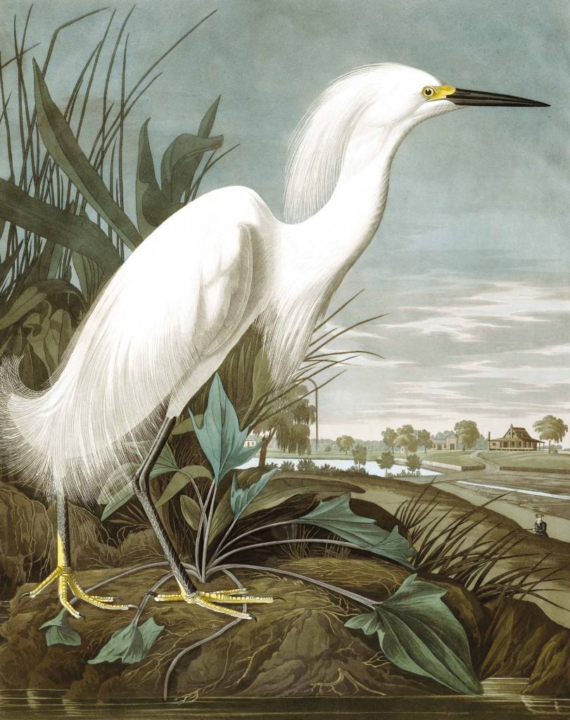 KEK Amsterdam Panneau de papier peint Snowy Heron