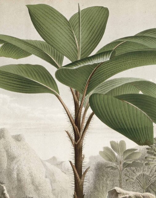 KEK Amsterdam Wallpaper panel Banana Tree