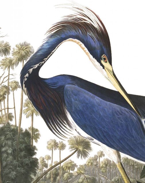 KEK Amsterdam Baggrundspanel Louisiana Heron