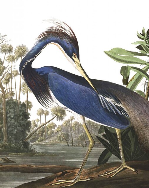 KEK Amsterdam Bakgrundspanel Louisiana Heron