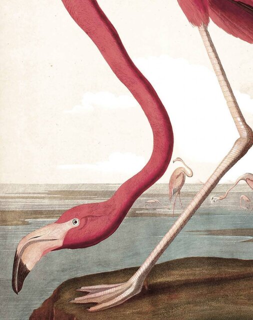 KEK Amsterdam Bakgrundspanel Flamingo