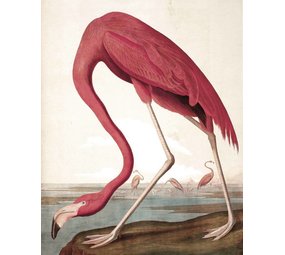 KEK Amsterdam Pannello di sfondo Flamingo