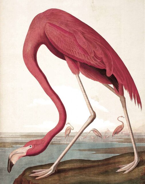 KEK Amsterdam Bakgrundspanel Flamingo