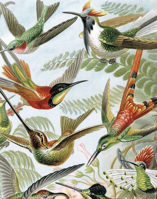 KEK Amsterdam Behangpaneel Exotic Birds
