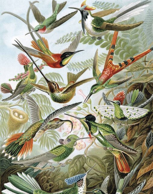 KEK Amsterdam Panneau de papier peint oiseaux exotiques