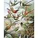 KEK Amsterdam Behangpaneel Exotic Birds KEK Amsterdam Behangpaneel Exotic Birds
