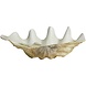 Nordal Kichi decoratie schelp Nordal Kichi decoratie schelp