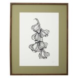 Nordal Garlic illustration - dark oak Nordal Garlic illustration - dark oak