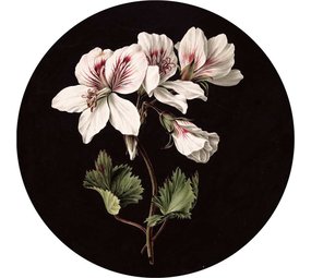 KEK Amsterdam Witte bloemen behangcirkel SC-071  ø142,5cm