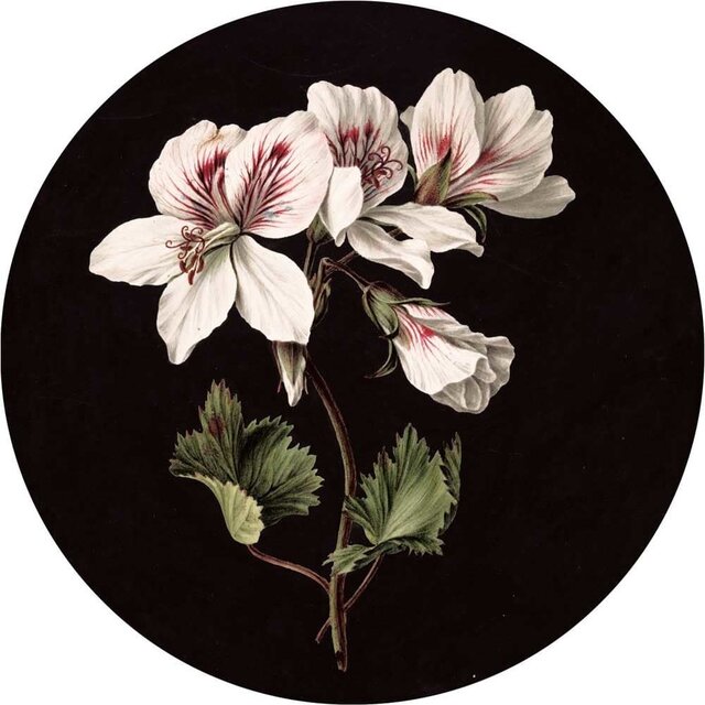 KEK Amsterdam Vit blommig tapetcirkel SC-071 ø142,5cm