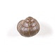 Seletti Snail sleepy kapstok gekleurd - 14632COL Seletti Snail sleepy kapstok gekleurd - 14632COL