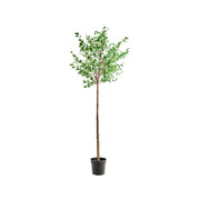 House Doctor Planta artificial de carpe House Doctor Planta artificial de carpe