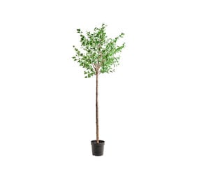 House Doctor Planta artificial de carpe