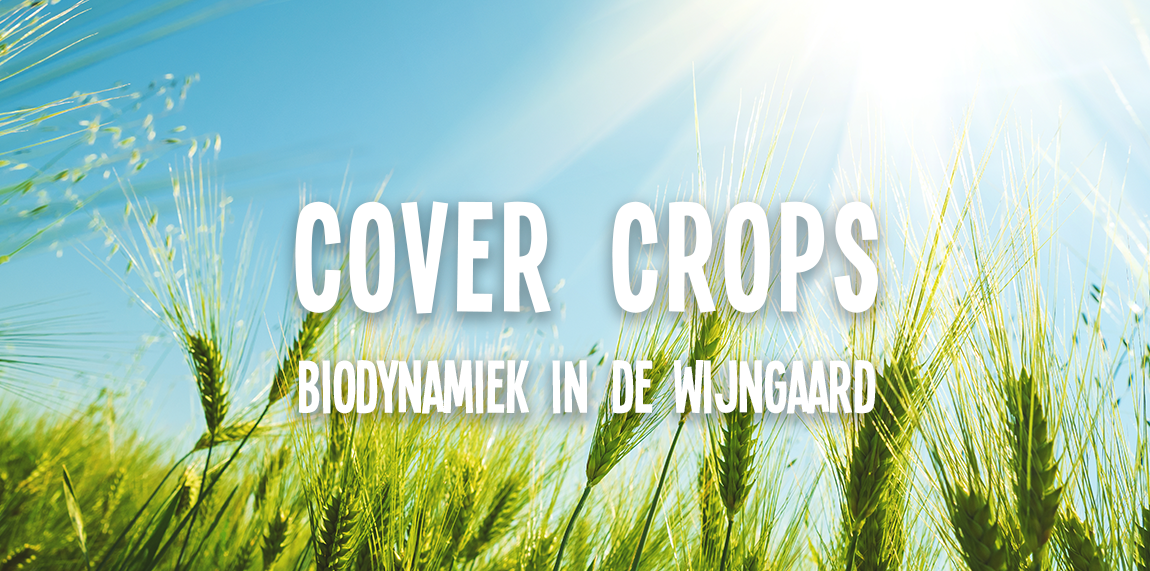 Cover Crops: biodynamiek in de wijngaard